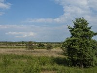 NL, Limburg, Nederweert, Groote Peel 38, Saxifraga-Jan van der Straaten